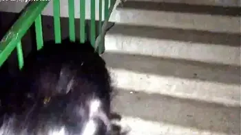 Babe Passionate Sucking and Dogging Fuck after a Walk - Cum on Butt