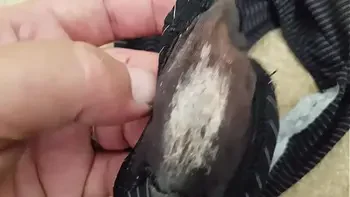 Very smelly wife's dirty panties