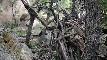 Redhead Fucks Dildo Outside In Dinosaur Costume