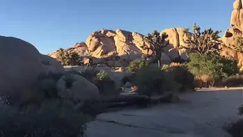 felicity feline rides motorcycle to joshua tree and plays outside