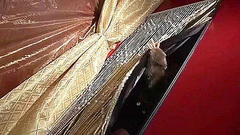 Watch Voluptuous Jenna Haze And Jayme Langfords Sex