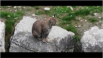 Luna Okko - Chill Day In Canada - Lunas Journey (episode 39)