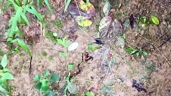 Outdoor Kneeling Hairy Blowjob POV