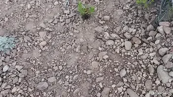 Public dick flash on the beach. She was shocked at first but then sucked ny dick